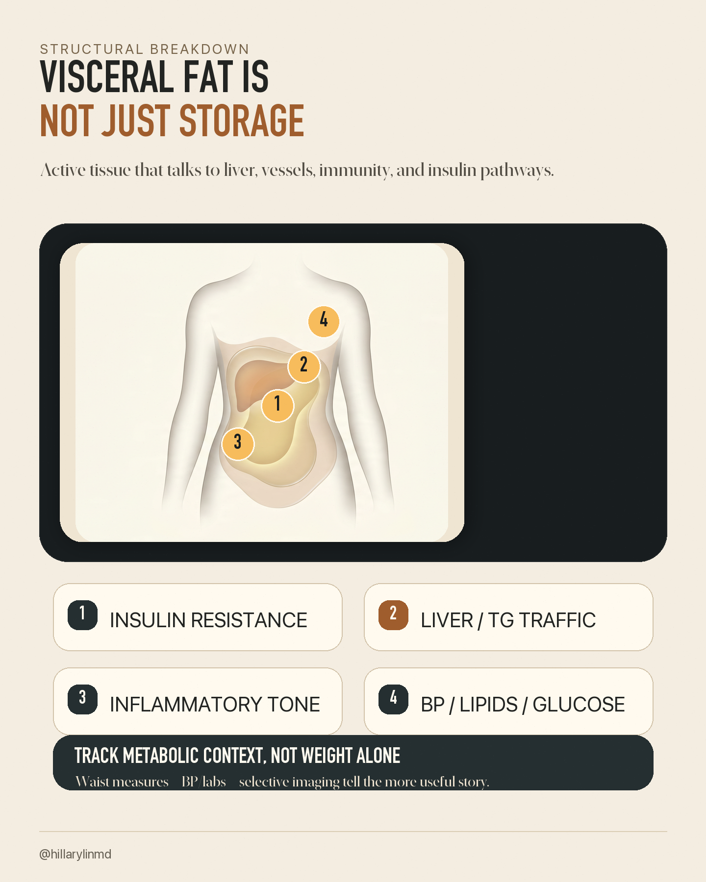 Medical atlas-style infographic showing visceral fat as active signaling tissue linked to insulin resistance, triglycerides, inflammation, blood pressure, glucose, and lipids.