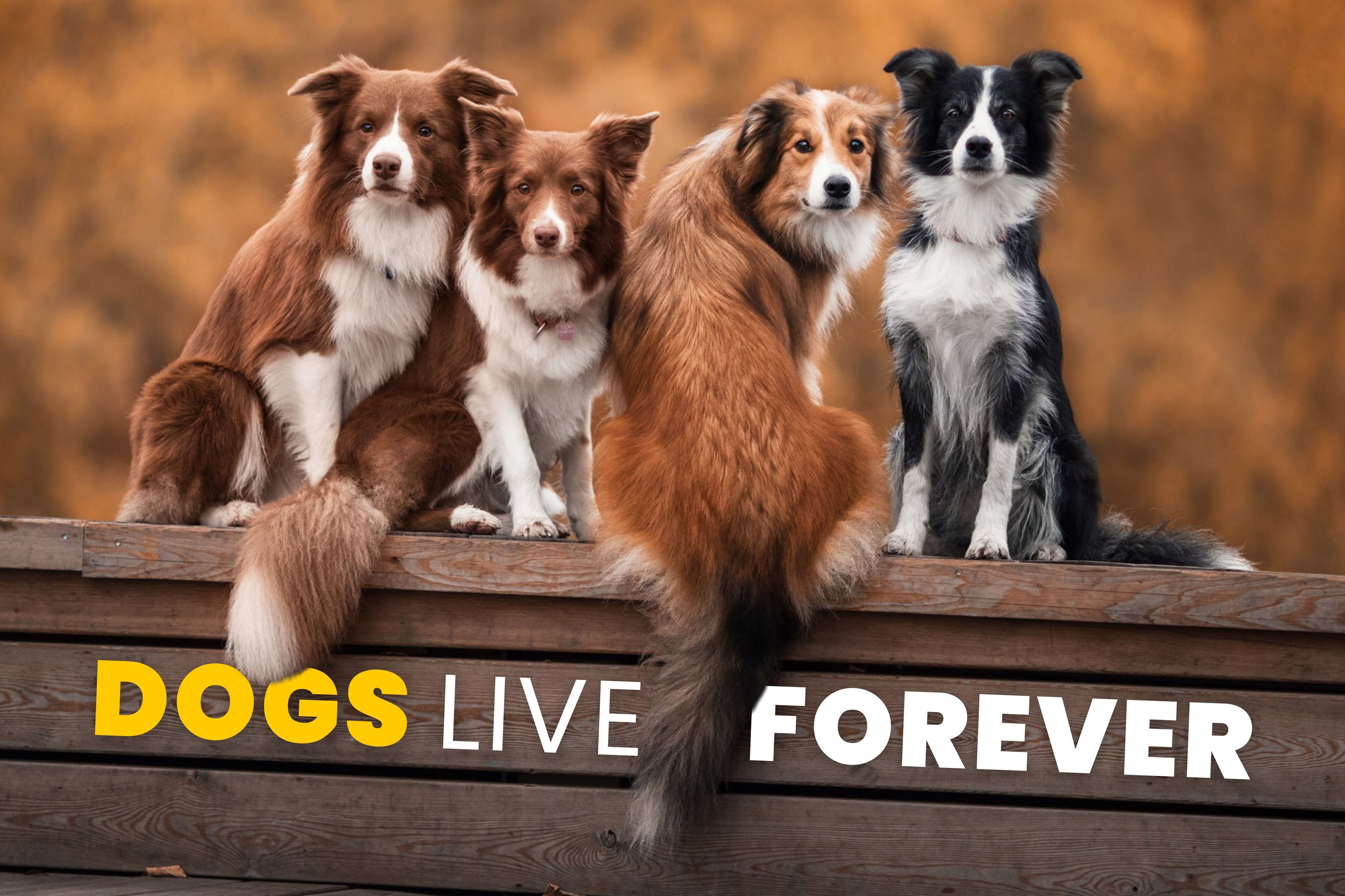 The Longevity Letter 3 Breakthroughs That Could Reverse Aging By 2030